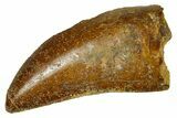 Serrated, Carcharodontosaurus Tooth - Real Dinosaur Tooth #372276-1